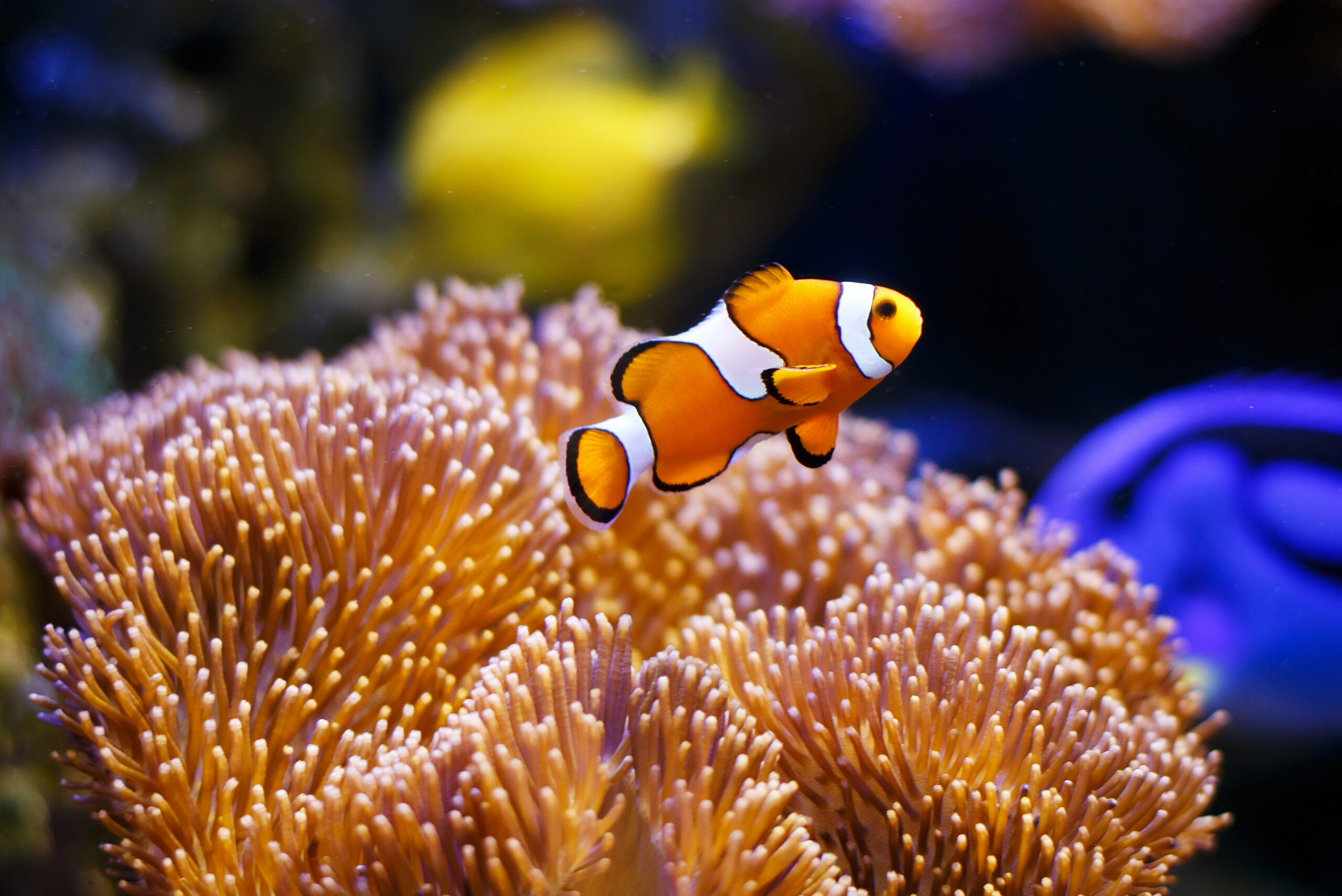 Die Geschichte vom Fisch im Aquarium